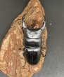 画像1: オオクワガタ（ちなみ血統）　♂６９ｍｍ／♀４５ｍｍ　成虫ペア　 (1)