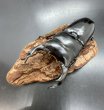 画像2: ブータンアンタエウス　♂８４ｍｍ／♀５０ｍｍ成虫ペア　 (2)