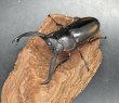 画像3: ディティエールシカクワガタ　♂７１ｍｍ／♀３７ｍｍ成虫ペア　 (3)