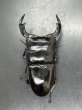 画像3: ブータンアンタエウス　♂８４ｍｍ／♀５０ｍｍ成虫ペア　 (3)