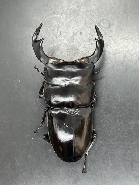 画像3: ブータンアンタエウス　♂８３ｍｍ／♀５０ｍｍ成虫ペア　 (3)