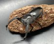 画像1: ディティエールシカクワガタ　♂７４ｍｍ／♀３７ｍｍ成虫ペア　 (1)