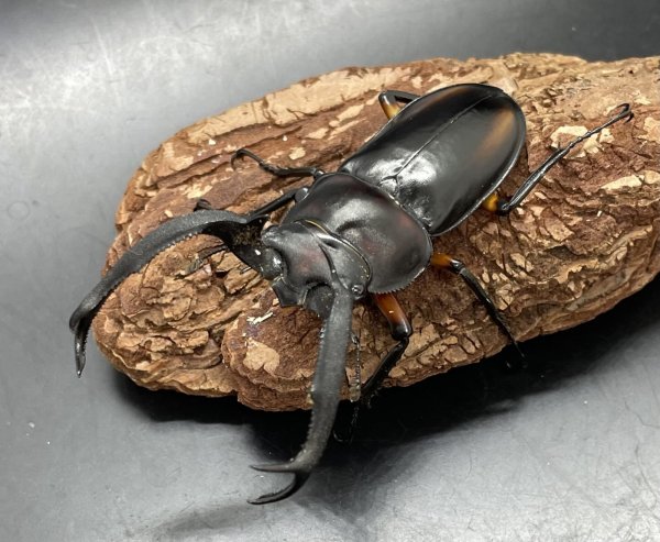 画像1: ディティエールシカクワガタ　♂７４ｍｍ／♀３７ｍｍ成虫ペア　 (1)