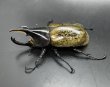 画像2: ヘラクレス•レイディ 　♂８０ｍｍ／♀５８ｍｍ　成虫ペア  (2)