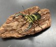 画像3: エラフスホソアカクワガタ　♂６９ｍｍ／♀３３ｍｍ成虫ペア　 (3)