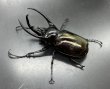 画像2: コーカサスオオカブト　♂９３ｍｍB品　単品 (2)