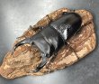 画像1: オオクワガタ（能勢ＹＧ血統）　♂８４ｍｍ／♀５２ｍｍＵＰ　成虫ペア　 (1)