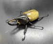 画像2: ヘラクレス•レイディ 　♂８５ｍｍ／♀５９ｍｍ　成虫ペア  (2)