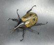 画像3: ヘラクレス•レイディ 　♂８０ｍｍ／♀５８ｍｍ　成虫ペア  (3)