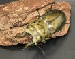 画像2: ローゼンベルグオウゴンオニクワガタ　♂７０ｍｍUP WILD成虫ペア　 (2)