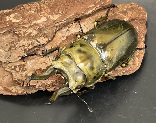 画像2: ローゼンベルグオウゴンオニクワガタ　♂６７〜６９ｍｍ ／♀５０ｍｍＵＰ（現地飼育品）成虫ペア　 (2)