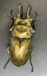画像3: ローゼンベルグオウゴンオニクワガタ　♂７０ｍｍUP WILD成虫ペア　 (3)