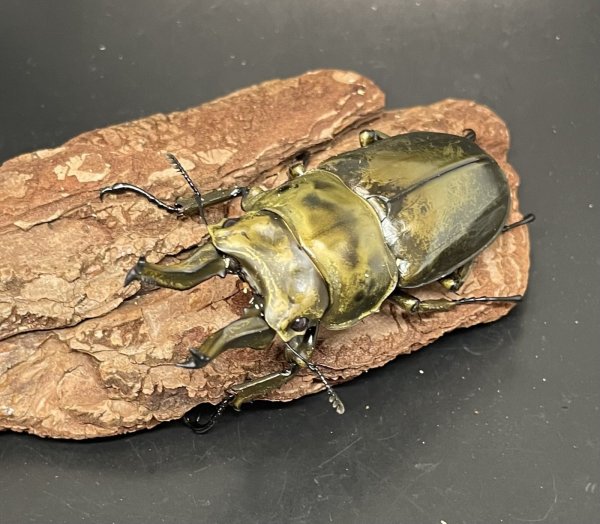 画像1: ローゼンベルグオウゴンオニクワガタ　♂７０ｍｍUP WILD成虫ペア　 (1)