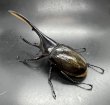 画像3: ヘラクレス•リッキー 　♂１４１ｍｍ／♀６６ｍｍ　成虫ペア  (3)