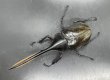 画像2: ヘラクレス•リッキー 　♂１４１ｍｍ／♀６６ｍｍ　成虫ペア  (2)