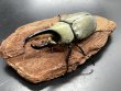 画像1: グラントシロカブト　♂６８ｍｍ／♀Ｆｒｅｅ　成虫ペア (1)