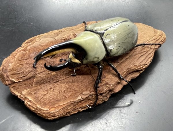 画像1: グラントシロカブト　♂６８ｍｍ／♀Ｆｒｅｅ　成虫ペア (1)