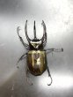 画像1: アトラスオオカブト　♂８０ｍｍUP　成虫ペア (1)