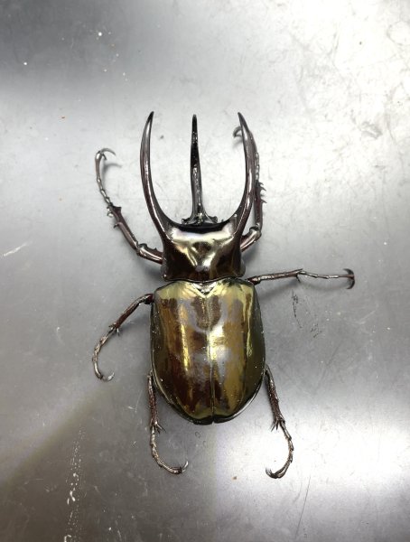 画像1: アトラスオオカブト　♂８０ｍｍUP　成虫ペア (1)
