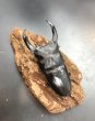 画像1: オオクワガタ（能勢ＹＧ血統）　♂８３ｍｍ／♀５３ｍｍ　成虫ペア　 (1)