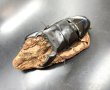 画像1: スマトラヒラタ（アチェ）　♂９５ｍｍ／♀４９ｍｍ成虫ペア　 (1)