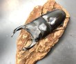 画像1: オオクワガタ（能勢ＹＧ血統）　♂８１ｍｍ／♀５２ｍｍ　成虫ペア　 (1)