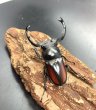 画像2: 海南シカクワガタ　♂５８ｍｍ／♀３４ｍｍ成虫ペア　 (2)