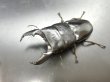 画像1: スマトラヒラタ（アチェ）　♂９９ｍｍ／♀５２ｍｍ成虫ペア　 (1)