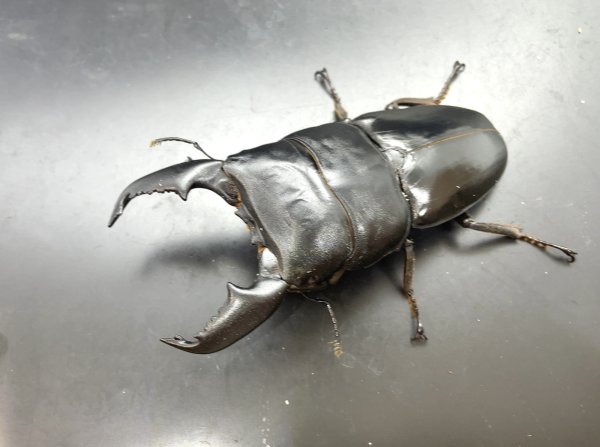 画像1: スマトラヒラタ（アチェ）　♂９９ｍｍ／♀５２ｍｍ成虫ペア　 (1)