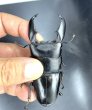 画像2: スマトラヒラタ（アチェ）　♂９１ｍｍ／♀４９ｍｍ成虫ペア　 (2)