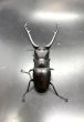 画像2: ギラファノコギリクワガタ（フローレス島）　♂８９ｍｍ／♀４５ｍｍ　成虫ペア　 (2)