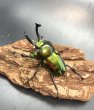 画像2: ニジイロクワガタ（ピカール血統）♂５６ｍｍ♀３７ｍｍ成虫ペア (2)