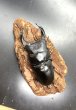 画像2: オオクワガタ（奈良輪川西）　♂７９ｍｍ／♀５１ｍｍ　成虫ペア　 (2)
