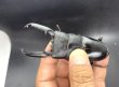画像2: パラワンヒラタ　♂９８ｍｍ／♀４８ｍｍ成虫ペア　 (2)