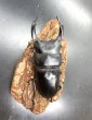 画像2: オオクワガタ（能勢ＹＧ血統）　♂８５ｍｍ／♀５４ｍｍ　成虫ペア　 (2)