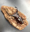 画像2: フォルスターフタマタクワガタ（キヨタミ）　♂７２ｍｍ/♀４４ｍｍ　成虫ペア　　 (2)
