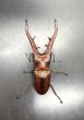 画像2: インペラトールホソアカクワガタ　♂８１ｍｍ／♀３０ｍｍ　成虫ペア　 (2)