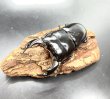 画像2: インドアンタエウス　♂７９ｍｍ／♀４４ｍｍ　成虫ペア　 (2)