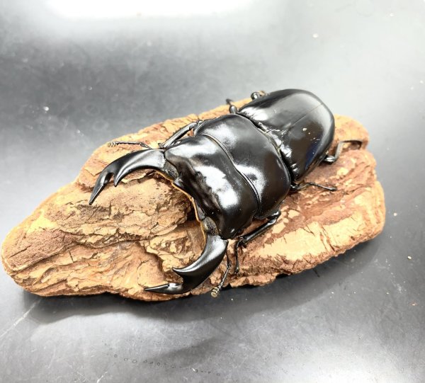 画像2: インドアンタエウス　♂７５ｍｍ／♀４７ｍｍ　成虫ペア　 (2)