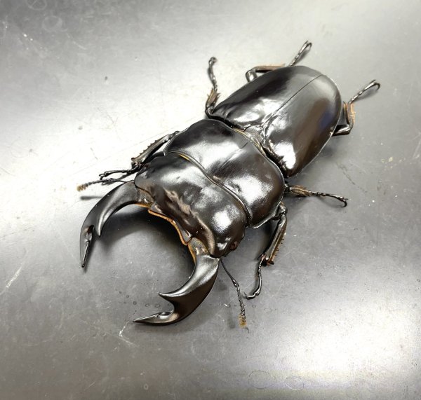 画像1: インドアンタエウス　♂７９ｍｍ／♀４４ｍｍ　成虫ペア　 (1)