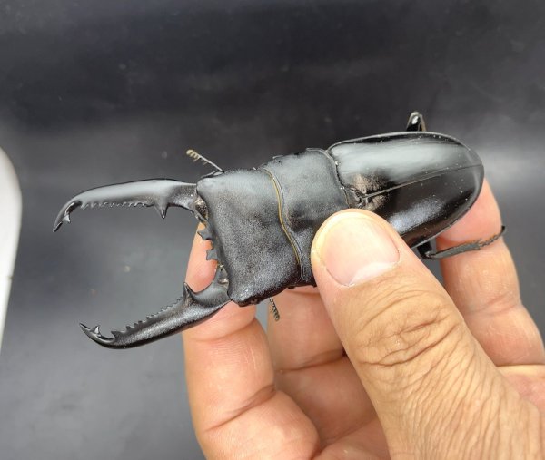 画像1: パラワンヒラタ　♂９９ｍｍ／♀４７ｍｍ成虫ペア　 (1)