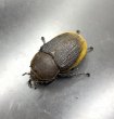 画像1: ヘラクレス エクアトリアヌス 　♀５０ｍｍ (1)