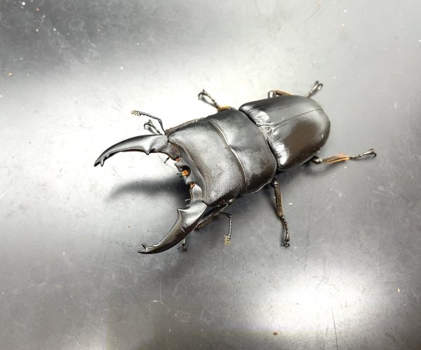 画像1: トラキクスヒラタ　♂８１ｍｍ／♀４５ｍｍ成虫ペア (1)