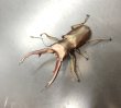 画像1: インペラトールホソアカクワガタ　♂６４ｍｍ単品　 (1)