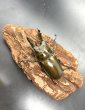 画像2: ババオウゴンオニクワガタ　♂６２ｍｍ／♀４６ｍｍ成虫ペア (2)