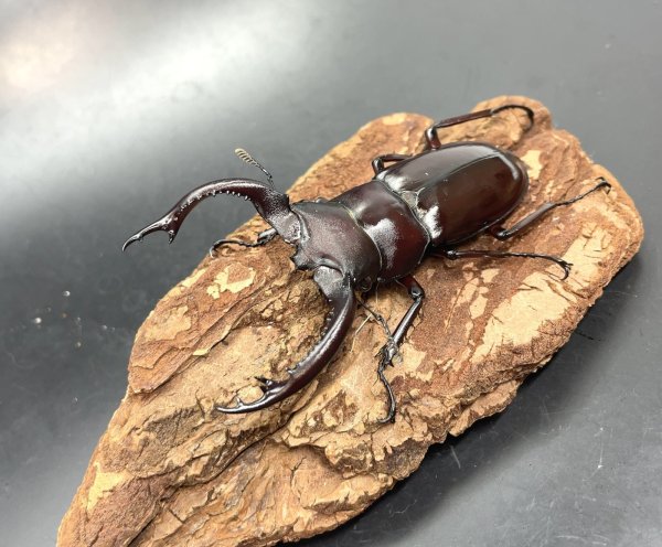 画像1: フォルスターフタマタクワガタ（キヨタミ）　♂７２ｍｍ/♀４４ｍｍ　成虫ペア　　 (1)