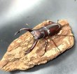 画像2: フォルスターフタマタクワガタ（ニシ）　♂６６ｍｍ／♀３６ｍｍ成虫ペア　　 (2)