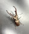 画像1: インペラトールホソアカクワガタ　♂７５ｍｍA'品／♀２９ｍｍ　成虫ペア　 (1)