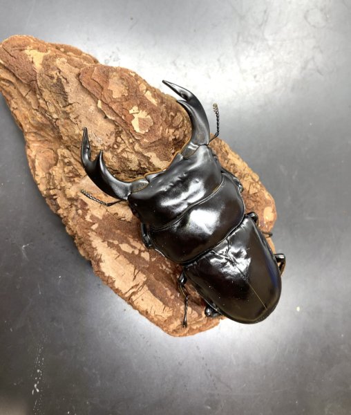 画像3: インドアンタエウス　♂７５ｍｍ／♀４７ｍｍ　成虫ペア　 (3)