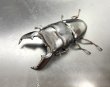 画像1: スマトラヒラタ（アチェ）　♂１００ｍｍ／♀５３ｍｍ成虫ペア　 (1)